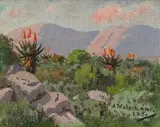 Jan Ernst Abraham Volschenk, Mountain Aloes