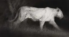 Paul Emsley, The Last Lioness, black chalk on paper