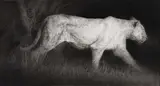 Paul Emsley, The Last Lioness, black chalk on paper