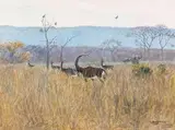 Giuseppe Bottero, The Gallant Breed, oil on canvas
