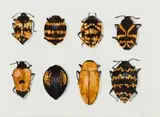 Walter Oltmann, Beetles, ink and bleach on paper