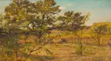 Anton van Wouw, Meintjieskop, oil on board