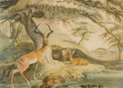 Samuel Daniell, Pallah (Impala), watercolour on paper