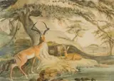 Samuel Daniell, Pallah (Impala), watercolour on paper