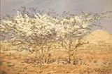 Adolph Jentsch, Arid Landscape with Acacia trees in Bloom