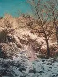 Ian Grose, Boris on a Snowy Path Without Boris, oil on canvas