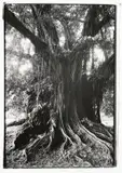 George Hallett, Portrait of a Tree, Cameroon, photographic print