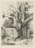 Tinus de Jongh, Old Gum Tree, Bergvliet, etching