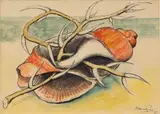 Johannes Meintjes, Still Life with Seashell and Branch
