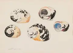 Shells by Jacobus Hendrik Pierneef, watercolour on paper, sold Nov 2018