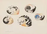 Shells by Jacobus Hendrik Pierneef, watercolour on paper, sold Nov 2018