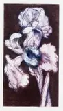 William Kentridge, White Iris, colour etching