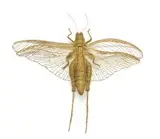 Walter Oltmann, Locust, 2004, brass wire
