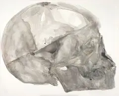 Joni Brenner, Os, watercolour on canvas