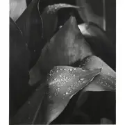 Succulent with Drops of Rain by Liliane de Cock, gelatin silver print, sold Jun 2021