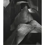 Liliane de Cock, Succulent with Drops of Rain, gelatin silver print