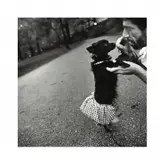 Mary Ellen Mark, Paws Walk