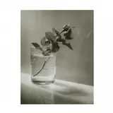 Josef Sudek, Untitled, Roses in Cup, ca. 1950/1980
