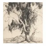 Cornelius Botke, The Eucalyptus, etching
