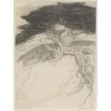 Cornelius Botke, Monterey Cypress, etching
