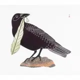 Kavavaow Mannomee, Summer Treat, 2005 Stonecut and Stencil print in colors image: 21.25 x 24 inches, framed: 30.5 x 32.75 inches, pencil