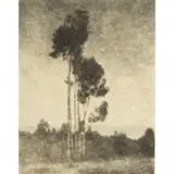 Leopold Hugo, Monterey Eucalyptus bromoil print image: 12.75 x 9.75 inches, framed: 16.75 x 14 inches, pencil