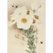 Paul de Longpré, Matillija Poppies and Bees, 1892, watercolor on paper