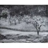 Ansel Adams, Rain Sonoma County Hills