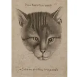 Wenceslaus Hollar, Head of a Cat, (Pennington 2109)