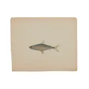 Sarah Bowdich Lee, Vendace, from The Fresh-Water Fishes of Great Britain. Drawn and Described by Mrs. T. Edward Bowdich, watercolor and gouache on paper