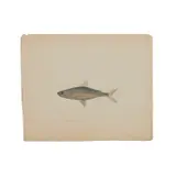 Sarah Bowdich Lee, Vendace, from The Fresh-Water Fishes of Great Britain. Drawn and Described by Mrs. T. Edward Bowdich, watercolor and gouache on paper