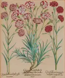 Basil Besler, Carnations, Stages of a Carnation Flower
