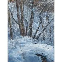 Michael Wheeler, Snow Magic, oil on canvas