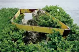 Gabriel Orozco, Tree Guard