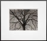 Robert Longo, Study of Brooklyn Tree, 2016, ink and charcoal on vellum, in artist's frame
