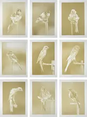 Carsten Höller, Canaries, 2009, The complete set of nine photogravures in colors, on Somerset paper, with full margins