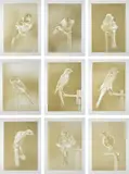 Carsten Höller, Canaries, 2009, The complete set of nine photogravures in colors, on Somerset paper, with full margins