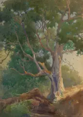 (n & a) Percy Gray, Old oak tree, 1909, watercolor on paper