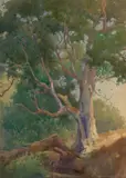 (n & a) Percy Gray, Old oak tree, 1909, watercolor on paper