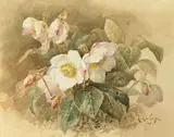 Paul de Longpré, Pink and white cyclamen