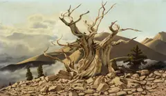 John McCrady, Weathered tree on rocky ground, oil on canvas