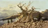 John McCrady, Weathered tree on rocky ground, oil on canvas