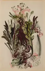 Georgia O'Keeffe, Seaweed II, watercolor on paper