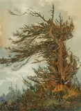 Albert Thomas Derome, Weeping redwood, Brainard's Point, south of Arcata