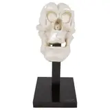 José Sacal, Gazne, de la serie Calaveras, Escultura en resina con baño de plata en base de madera