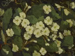 Mabel Young, Untitled