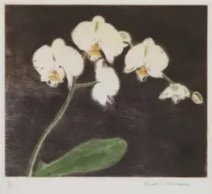 Elizabeth Blackadder, Orchids, pencil Etching and aquatint