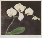 Elizabeth Blackadder, Orchids, pencil Etching and aquatint
