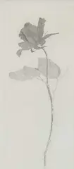 David Hockney, The Rose And The Rose Stalk, Etching circa 1969 from an edition of 400