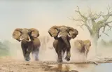 Anthony Gibbs, Charging Elephants, Oil on canvas